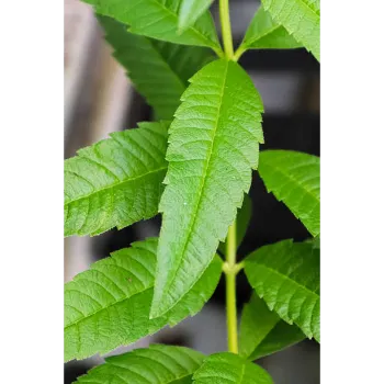 Natural Stevia Plants